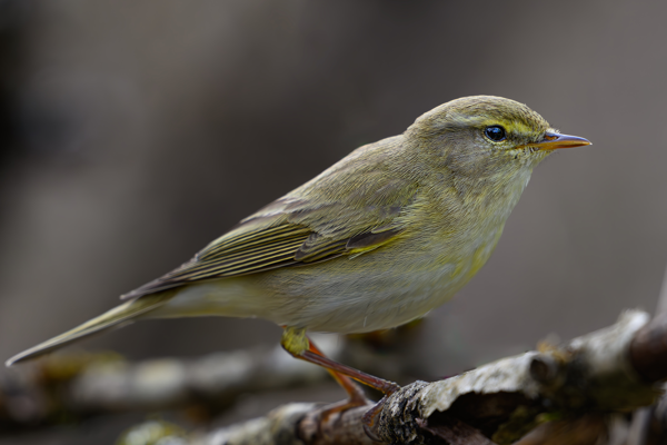 Inventering visar rik fågelfauna på golfbanan