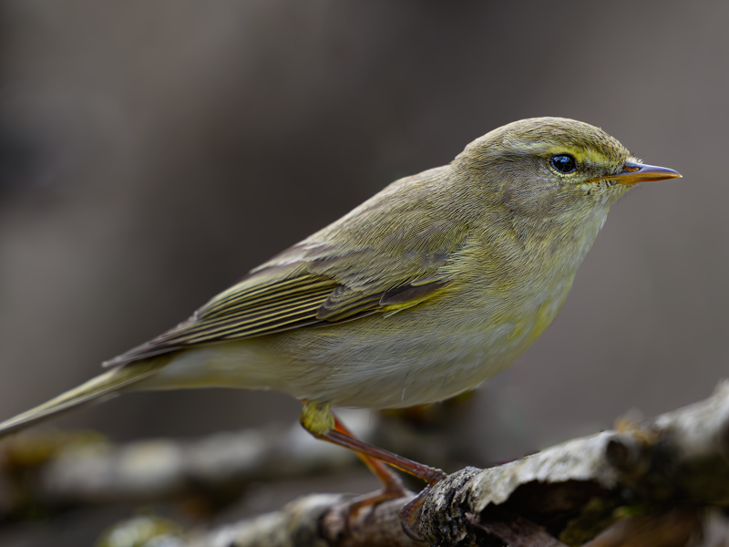 Inventering visar rik fågelfauna på golfbanan